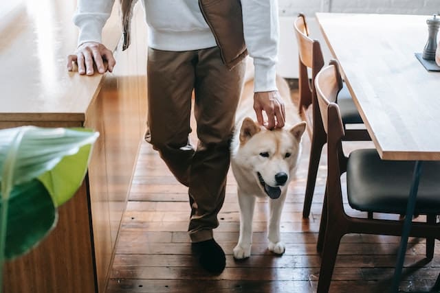 Pet Sitting